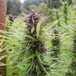 Durban Poison from Regulars