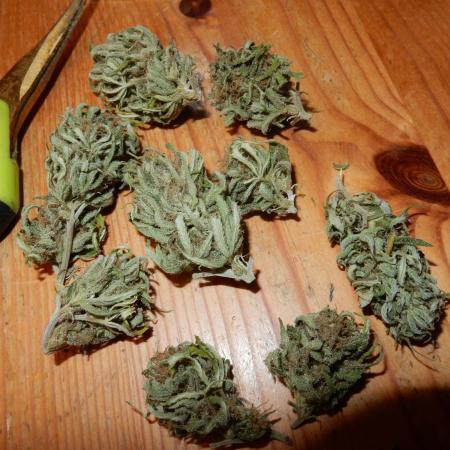 Passion Fruit - Outdoor