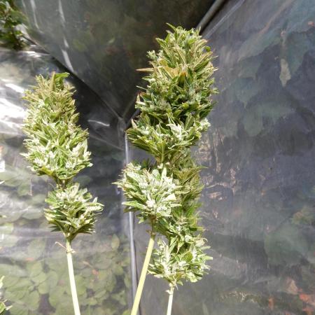 Candyland - Outdoor 26