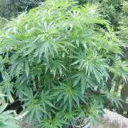 Fruit Bomb Punch Outdoor - 26