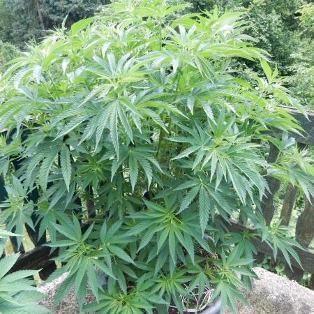 Fruit Bomb Punch Outdoor - 26