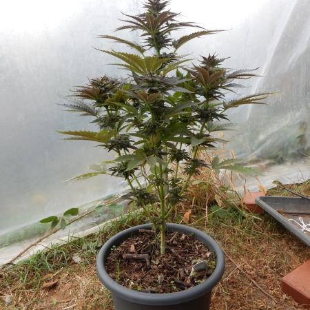 Skywalker Haze Outdoor