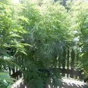 Fruit Bomb Punch Outdoor - 26