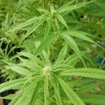 Passion Fruit - Outdoor