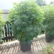 Blueberry - Outdoor 26