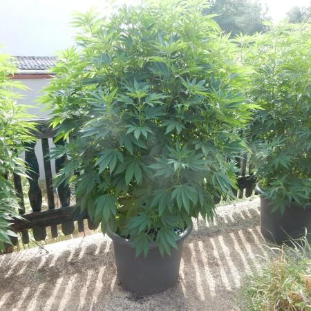 Blueberry - Outdoor 26