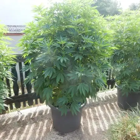 Blueberry - Outdoor 26
