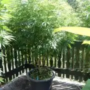Fruit Bomb Punch Outdoor - 26