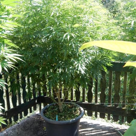 Fruit Bomb Punch Outdoor - 26