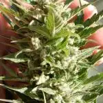 Auto Sweet Bourbon Kush Pyramid