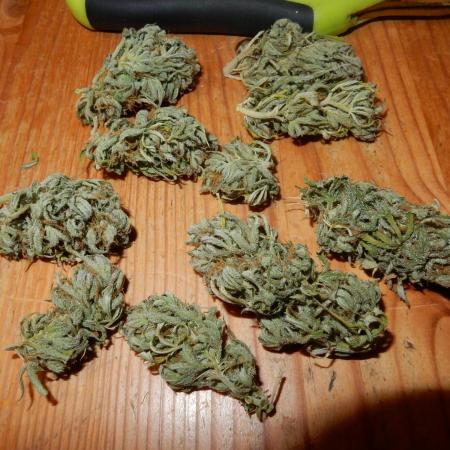 Strawberry Cough - A risky challenge!