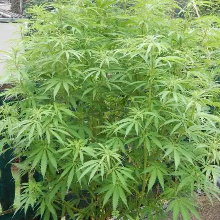 Durban Poison from Regulars