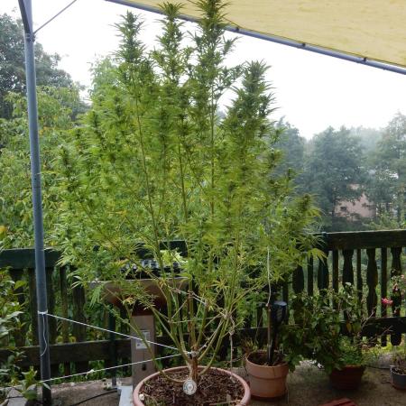 Passion Fruit - Outdoor