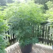 Fruit Bomb Punch Outdoor - 26