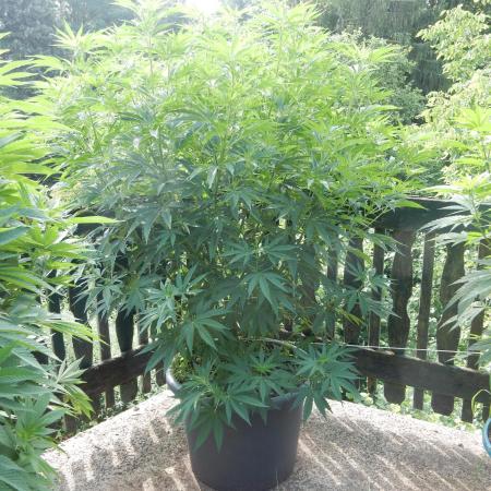 Fruit Bomb Punch Outdoor - 26
