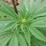 Ice Cream Haze (outdoor/indoor)