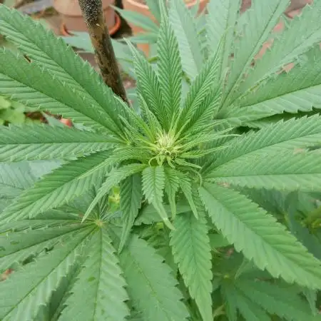 Ice Cream Haze (outdoor/indoor)