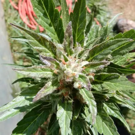 Auto Sweet Bourbon Kush Pyramid