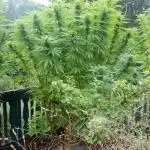 First Outdoor Grow with Durban Poison, Frisian Dew & Shaman