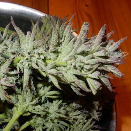 Ice Cream Haze (outdoor/indoor)