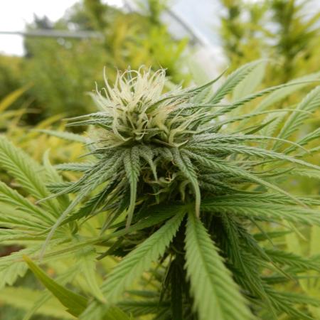 Strawberry Cough - A risky challenge!