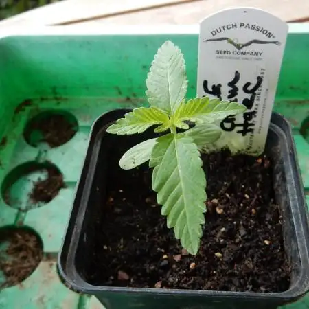 Ice Cream Haze (outdoor/indoor)