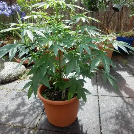 Ice Cream Haze (outdoor/indoor)