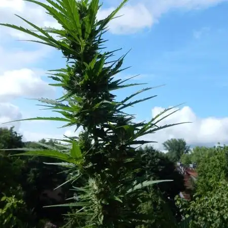 Auto Candy Bubatz XL Pyramid