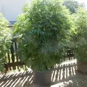Blueberry - Outdoor 26