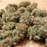 Euforia Winter-Grow from Clones
