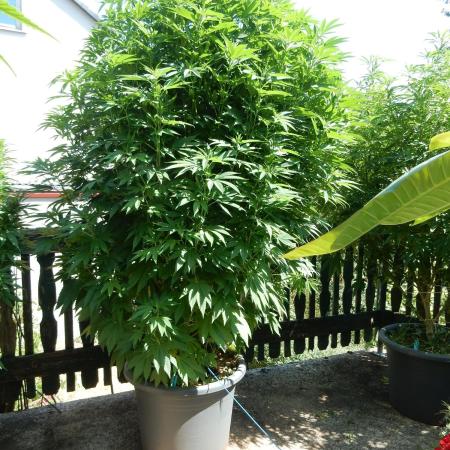 Blueberry - Outdoor 26