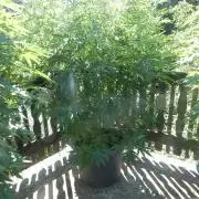 Fruit Bomb Punch Outdoor - 26