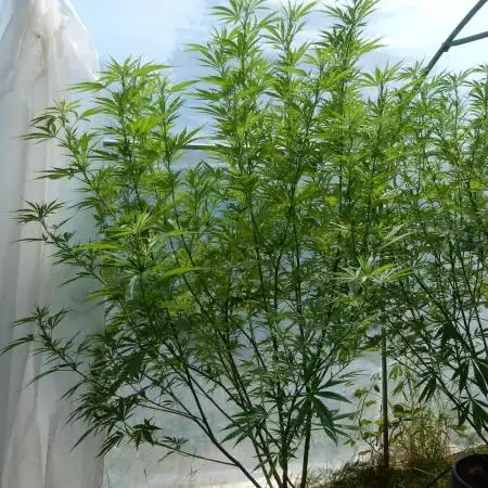 Strawberry Cough - A risky challenge!