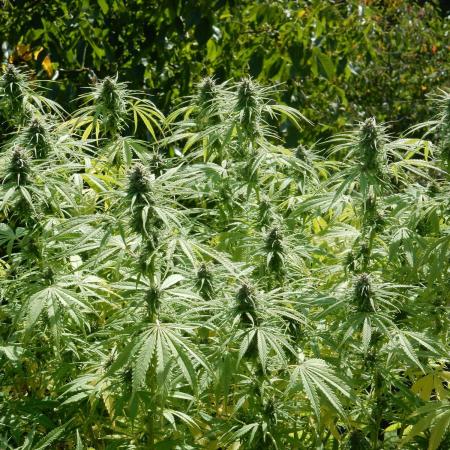 Hollands Hope - Oldschool Outdoor