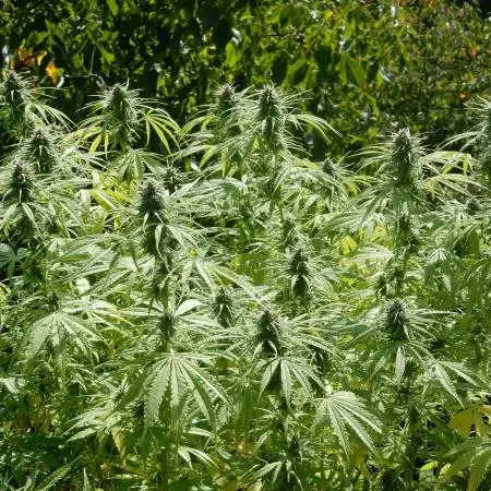 Hollands Hope - Oldschool Outdoor