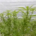 Strawberry Cough - A risky challenge!