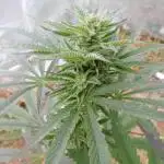 Ice Cream Haze (outdoor/indoor)