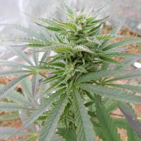 Ice Cream Haze (outdoor/indoor)