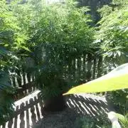 Fruit Bomb Punch Outdoor - 26