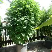 Blueberry - Outdoor 26