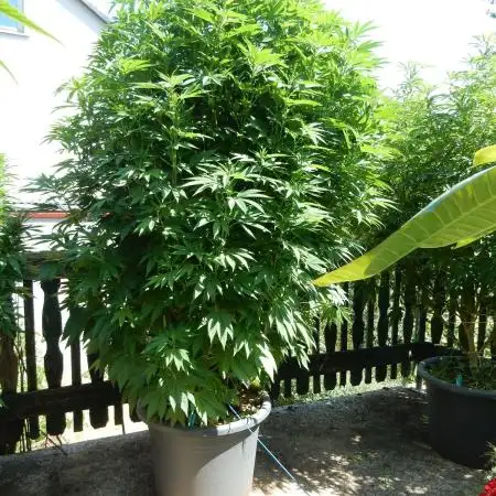 Blueberry - Outdoor 26
