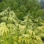 Hollands Hope - Oldschool Outdoor