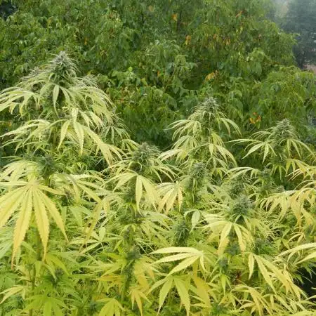Hollands Hope - Oldschool Outdoor