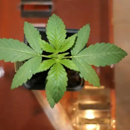 Ice Cream Haze (outdoor/indoor)