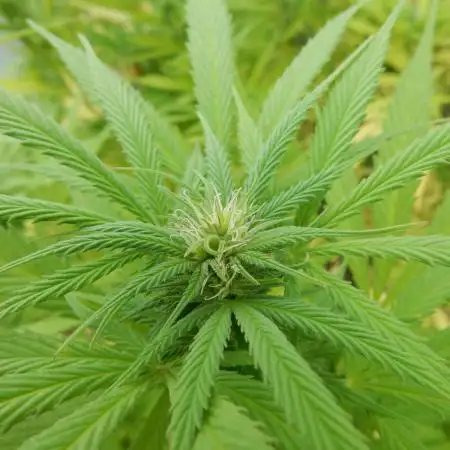 Strawberry Cough - A risky challenge!