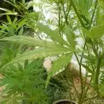 Strawberry Cough - A risky challenge!