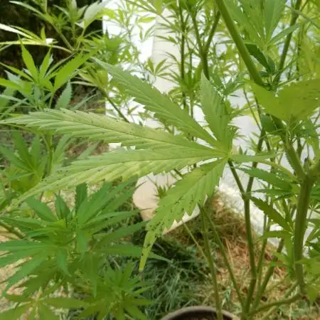 Strawberry Cough - A risky challenge!