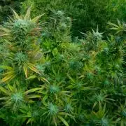Fruit Bomb Punch Outdoor - 26
