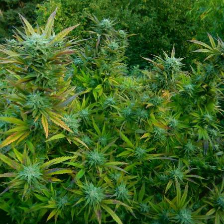 Fruit Bomb Punch Outdoor - 26