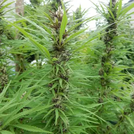 Durban Poison from Regulars